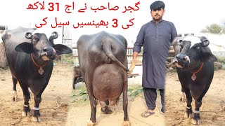 احتشام گجر چیچیاں 5 بھینسیں 1 کٹا برائے فروخت 8 نومبر 2024 karnana channel [upl. by Vokay929]