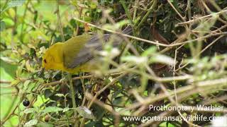 Prothonotary Warbler [upl. by Emmeram]