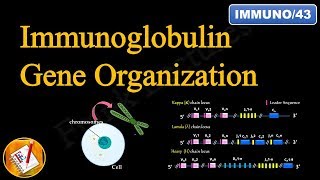 Immunoglobulin Gene Organization FLImmuno43 [upl. by Jan791]