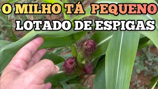 NÃO CRESCEU E TÁ CHEIO DE ESPIGAS [upl. by Enilegna]