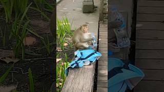 I found Yemassee escaped monkey sitting drinking water [upl. by Lesly]