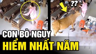 Con bò nguy hiểm nhất hành tinh  Hài Tin Việt mới nhất  Đọc Suy Nghĩ Động Vật  Tô Tin Tức [upl. by Ahsinelg487]