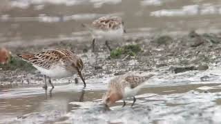 Broadbilled Sandpiper with RedNecked Stints in breeding plumage Japan 3 May 2022 キリアイ、トウネンの夏羽。 [upl. by Mok657]