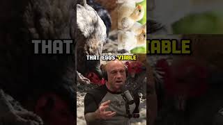 Understanding Chicken Behavior The Strange World of Brooding Hens  Joe Rogan Experience 2038 [upl. by Goldie]