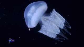 Rhizostome jellyfish or barrel jellyfish Rhizostoma pulmo Медуза корнерот [upl. by Comyns]