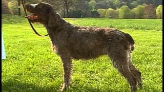 Wirehaired Pointing Griffon  AKC Dog Breed Series [upl. by Hamlet]