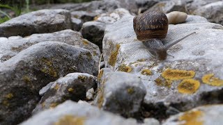 20170628  Pelion Snail  Greece 2015 [upl. by Juta]