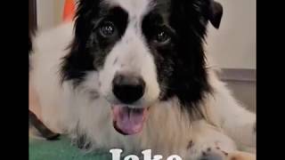 The Animal Therapy Center presents Jake [upl. by Anyotal]