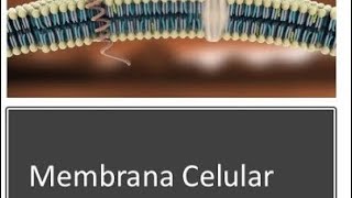 Membrana Celular y Tipos de Transporte en menos de 15 minutos [upl. by Emina]