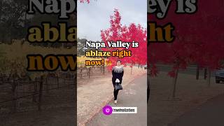 Napa Valley is ablaze with fall colors right now Details in description californiatravel bayarea [upl. by Yasnyl]