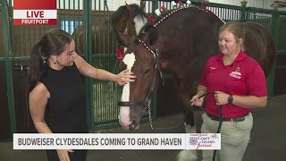 Budweiser Clydesdales coming to Grand Haven as part of Coast Guard Festival [upl. by Crabb]