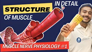 structure of skeletal muscle physiology  sarcotubular system physiology muscle physiology in hindi [upl. by Nayrda]