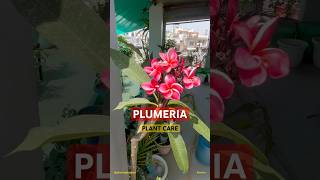 Champa flower plant care in summer Summer care of Plumeria plumeria champa flowers shorts [upl. by Eenaj]