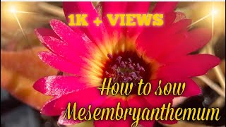 How to sow mesembryanthemum  livingstone daisy ice plant [upl. by Ladonna]