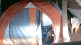 Lion Steals Pillows from Tent at Night  World Wild Web [upl. by Mccomb368]