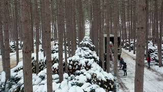 DUTCHMAN TREE FARMS  LOADING 160 SEMIS [upl. by Foster172]