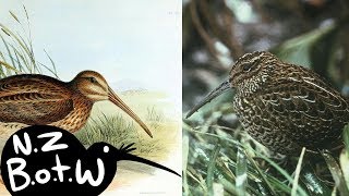 NorthSouth Island snipe  New Zealand Bird of the Week [upl. by Katinka]