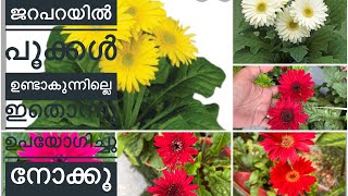 Gerbera plant complete care malayalam meadows garden gerberaplant [upl. by Justinn]