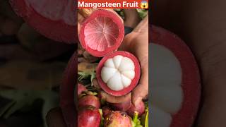 Mangosteen Fruit Harvesting 😱shorts fruit satisfying [upl. by Sloane907]