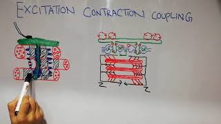 Guyton chapter 7  Excitationcontraction coupling  Ttubules  sarcoplasmic reticulum  lecture 42 [upl. by Oag]