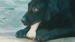 Give calcium bone for Dogs 🐕  Labrador Puppy eating calcium bone [upl. by Aylmar833]