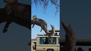 Incredible Wildlife Captured in Africa [upl. by Stuppy]