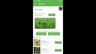 PlantSnap identifies a Black crowberry Empetrum nigrum [upl. by Nagap]