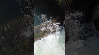 Cowlitz river spring Chinook summer Steelhead fishing [upl. by Azal]