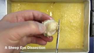 Sheep Eye Dissection A Quick Tutorial [upl. by Ane588]