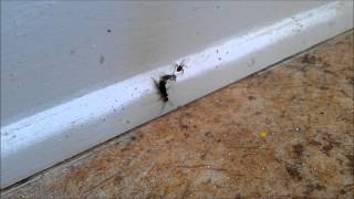 Earwig vs Spider Double Speed 1080p [upl. by Peppy760]