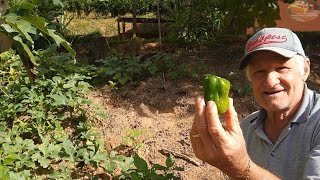 A RIQUEZA NA TERRA DO RECANTO  PLANTIOS E COLHEITAS  VIDA NA ROÇA  ROÇA  RECANTO SOSSEGO [upl. by Ttehr375]