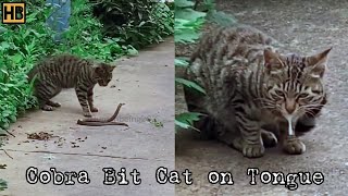 Cat First Got the Snake and Then the Snake Bit the Cat Watch What Venom Did to the Cat SnakeBite [upl. by Eerbua759]