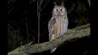 Verso del gufo comune Asio otus  Long Eared Owl call [upl. by Ruenhs]