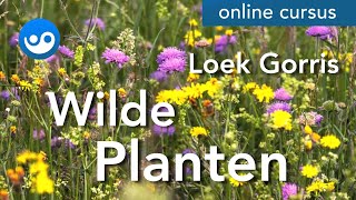 Wilde Planten [upl. by Ernald]