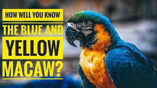 Blue and yellow Macaw  Descriptions Characteristics and Facts [upl. by Amiaj]