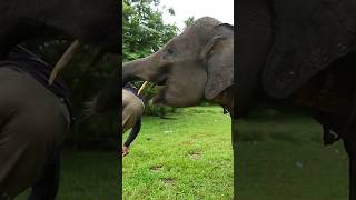 elephant wild elephant spotted in Kerala forest shorts [upl. by Alliuqal]