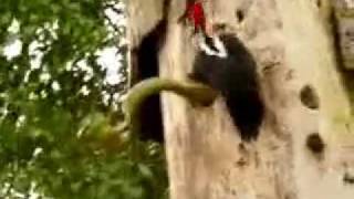 Incredible Snake Attack vs Bird [upl. by Bernhard]