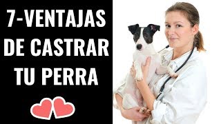 🔴CASTRACION EN PERRAS 👉⏩ 7  MOTIVOS para NO DUDARLO 👈 🐕👀🐶🐾 [upl. by Orren]