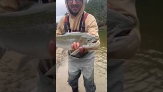 BEAUTIFUL FALL 2024 STEELHEAD ALMOST FAILED RELEASE troutfishing fishing catchandrelease trout [upl. by Bigler900]