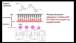 Proteins OCR A ALevel Biology Revision Module 2 Biological Molecules [upl. by Nike]