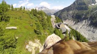 Flying eagle point of view 1 [upl. by Aniad]