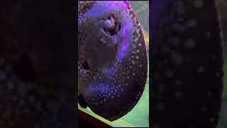 SCARY STING RAY ATTACK 😱😱stingray animalfacts animals scary marine animalshorts horror [upl. by Oconnor]