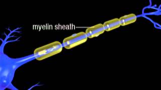 Continuous and Saltatory Propagation Video Clip [upl. by Lasala811]