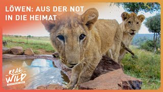 MustSee Doku Vom Elend zur Freiheit  Die erstaunlichste Löwenrettung  Real Wild Deutschland [upl. by Newmark]