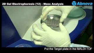 2D Gel Electrophoresis 12 Mass Analysis [upl. by Renita934]