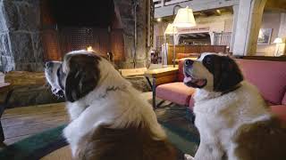 Meet Bruno and Heidi Timberlines resident St Bernards [upl. by Mehsah366]