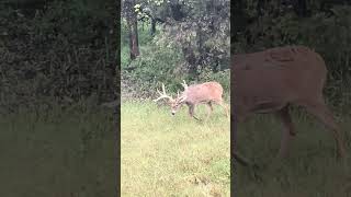 He down  deerhunter hunting deerhunting nature huntingseason huntinggame deerhunt [upl. by Conlon]