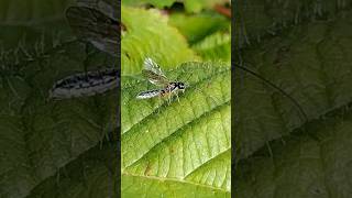 a delicate Ichneumon wasp possibly an Acrotomus [upl. by Gilroy285]