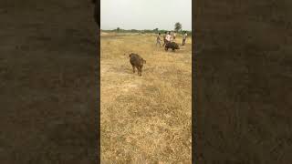 Pig fight kondapuram [upl. by Miquela]