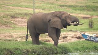 Bull African Elephant  Kazinga Channel Uganda 27724 Howard Vaughan [upl. by Veedis]